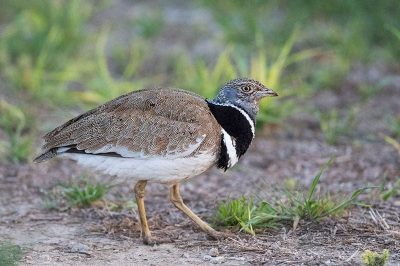 Little Bustard