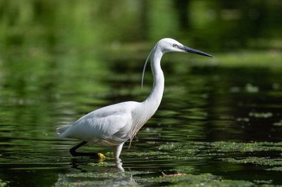 Little Egret