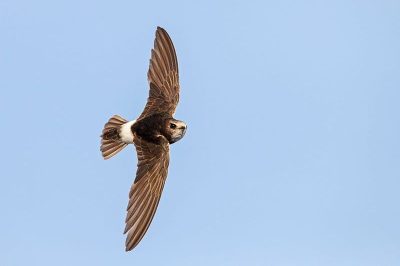 Little Swift