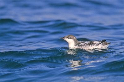 Long-Billed Murrelet