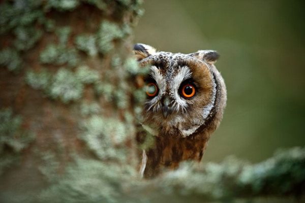 Long-Eared Owl