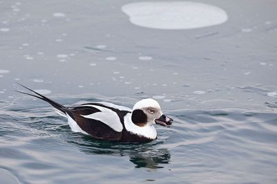 Long-Tailed Duck