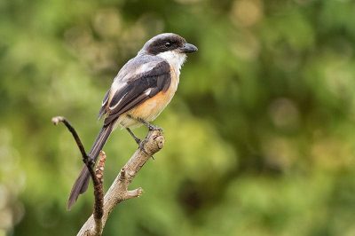 Long-Tailed Shrike
