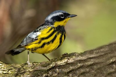 Magnolia Warbler