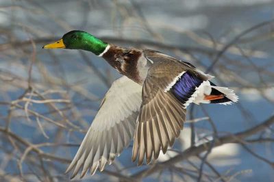 Mallard