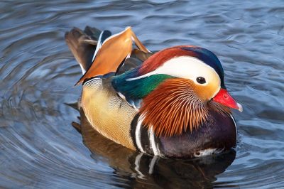 Mandarin Duck