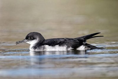 Manx Shearwater