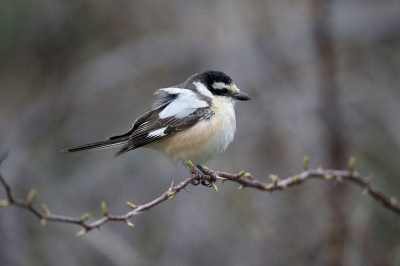 Masked Shrike