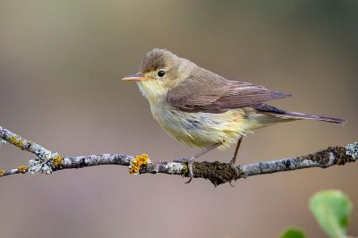 Melodious Warbler