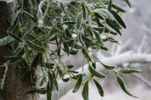 Mistletoe