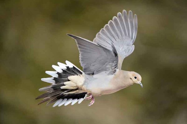 Mourning Dove