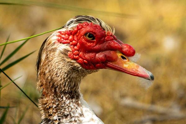 Muscovy Duck