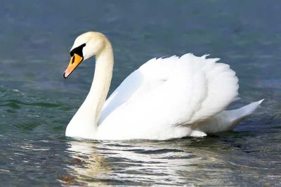 Mute Swan