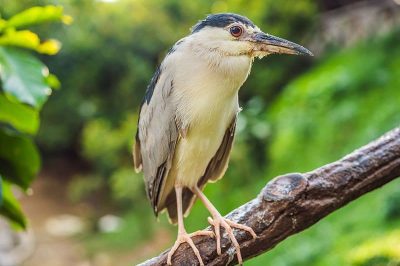 Night Heron