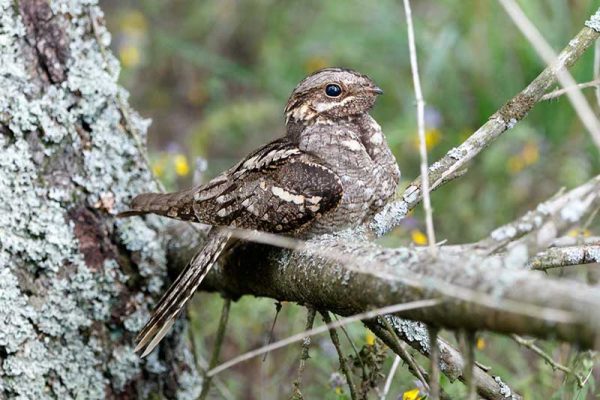 Nightjar