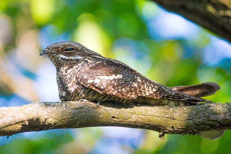 Nightjar