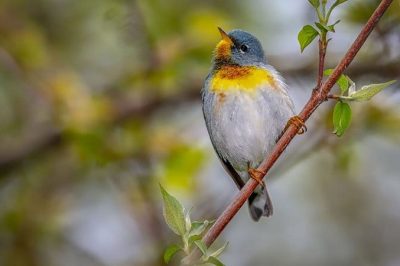 Northern Parula