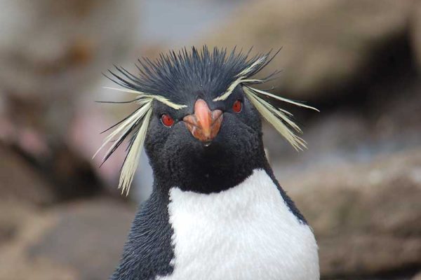Northern Rockhopper Penguin