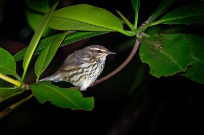 Northern Waterthrush