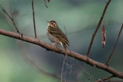 Olive-Backed Pipit