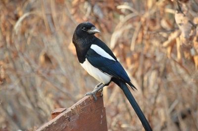 Magpie