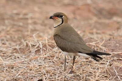 Oriental Pratincole