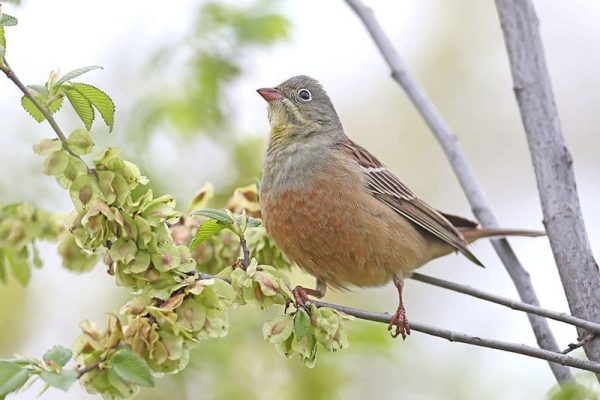 Ortolan Bunting