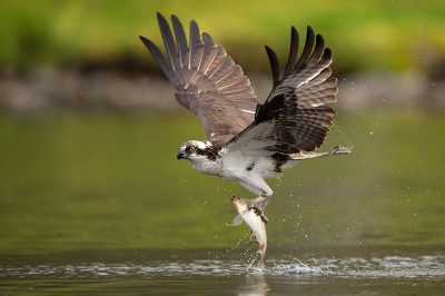 Osprey