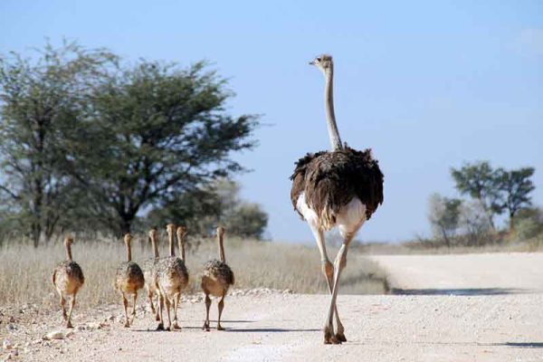 Ostrich And Chicks