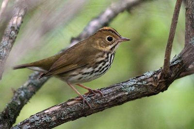 Ovenbird