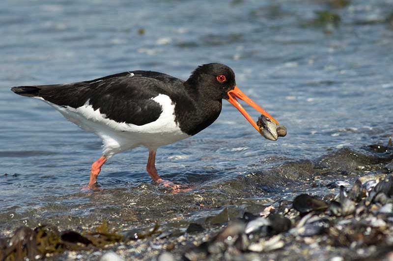 Oystercatcher