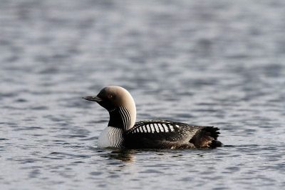 Pacific Diver