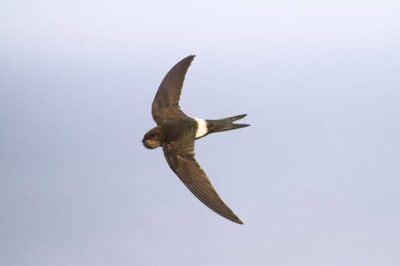 Pacific Swift