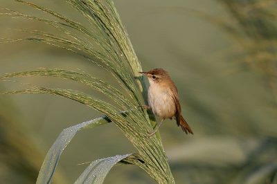 Paddyfield Warbler