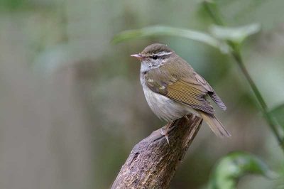 Pale-Legged Leaf Warbler