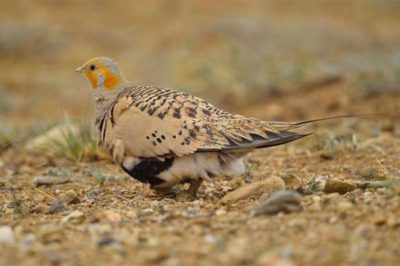Pallas's Sandgrouse