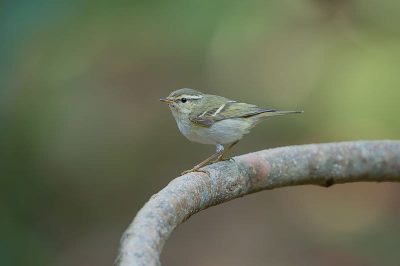 Pallas's Warbler