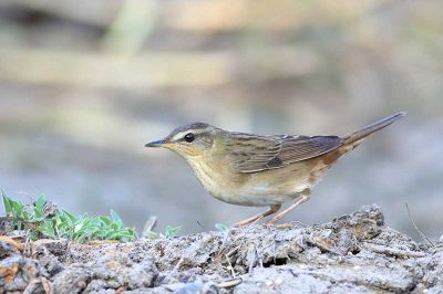 Pallas's Grasshopper Warbler