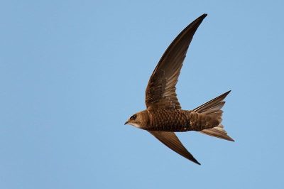 Pallid Swift