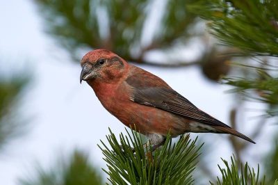 Parrot Crossbill