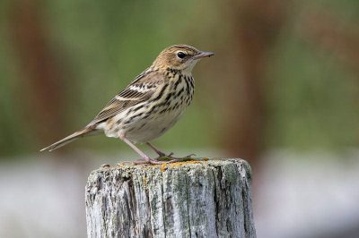 Pechora Pipit
