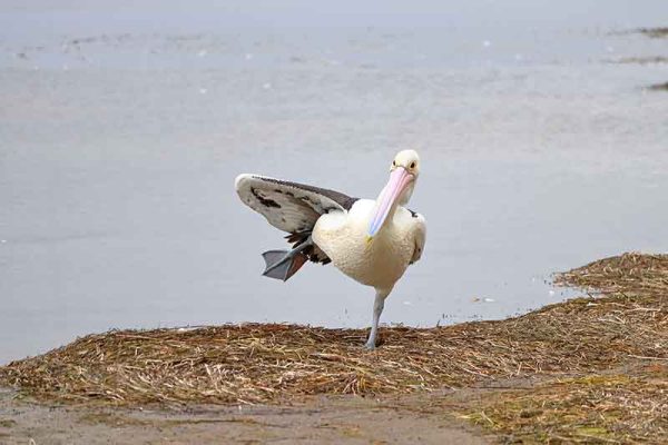 Pelican Lifting A Leg