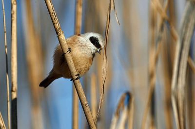 Penduline Tit