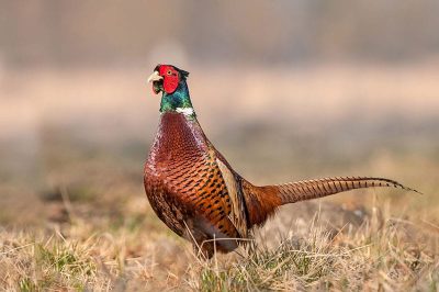 Pheasant