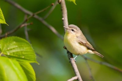 Philadelphia Vireo