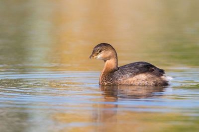 Pied-Billed Grebe