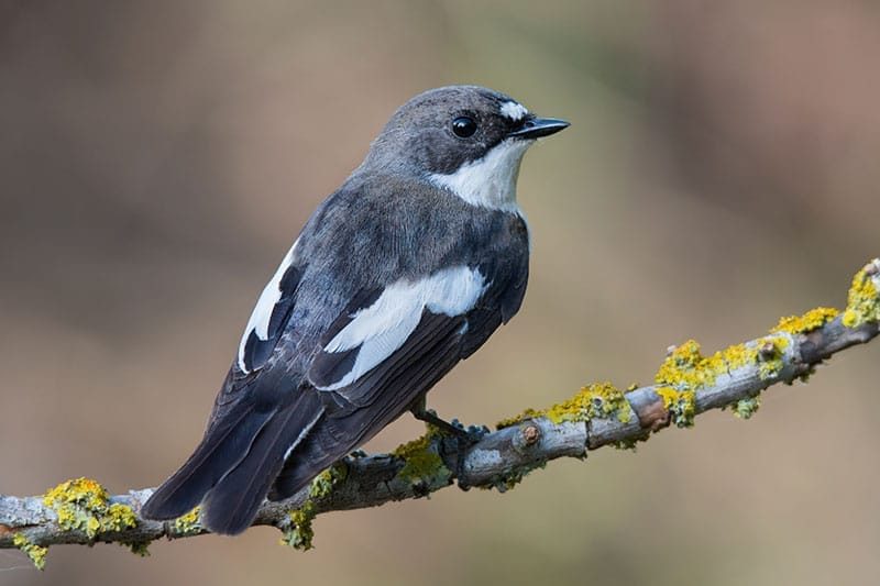 Pied Flycatcher