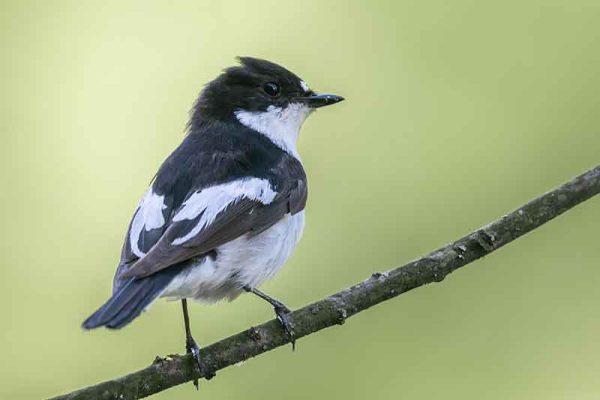 Pied Flycatcher