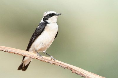 Pied Wheatear