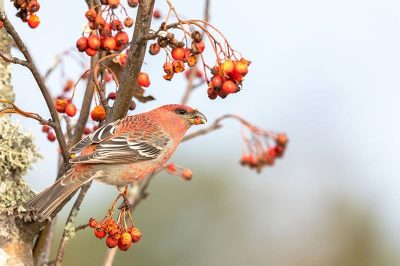 Pine Grosbeak